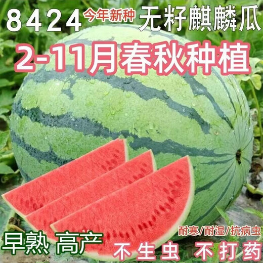 8424 Kirin watermelon seeds, seedless, high-yield rock sugar, lazy watermelon seeds, southern four-season vegetable and fruit seeds, Huayu original color pack, 1 pack, about 50 capsules