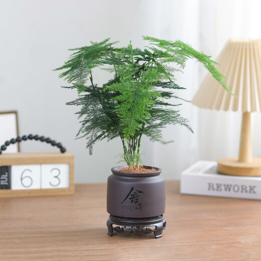 Asparagus potted indoor living room plants flowers office green plants desktop air purification creative small bonsai original pot selected small asparagus 15-22cm high 1 pot + seedling tray