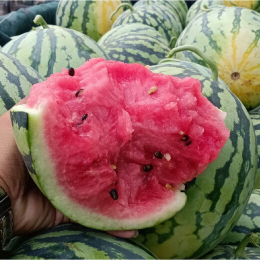 Kirin Meidu watermelon seeds with thin skin, crack-resistant, few seeds, super sweet and crispy 8424 round watermelon, Meidu watermelon seeds, 100 pieces original bag, Jinmeidu