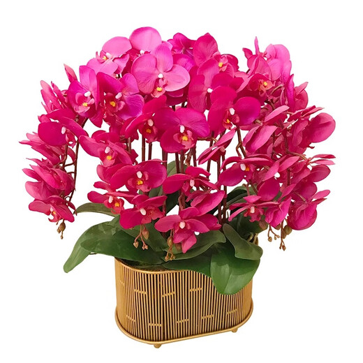 Double Foil Phalaenopsis Potted Orchid Seedlings with Foils and Flower Buds Blooming in All Seasons Indoor Flowers are Easy to Maintain and Live 18. Red Butterfly--Double Foil Sword is shipped and is good as a potted plant