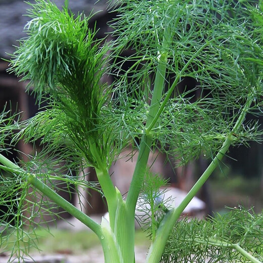 Select fennel seeds from the stubble. Sow fennel seeds from the stubble in four seasons. Potted plants for balcony floor planting. Easy to grow vegetable seeds. Select fennel seeds from the stubble. 20g pack.
