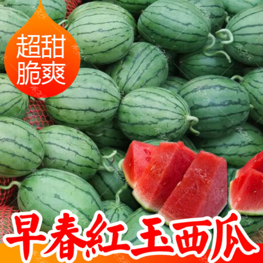 Early spring ruby watermelon seeds Japanese fruit seeds sown in four seasons super sweet small watermelon seeds spring early spring ruby 200 original (produced in Xinjiang)