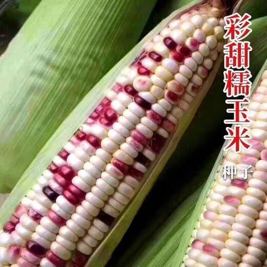 National Approval Super Sweet Colorful Waxy Corn Seeds Flowery Waxy Corn Seeds Colorful Cloud Sweet Waxy Corn Farmers High Yield National Approval Colorful Waxy Corn Seeds 5 packs about 251 grains