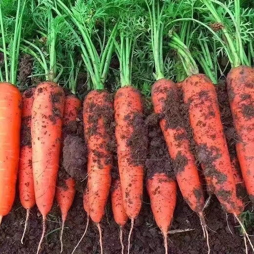 Nine-inch three-red carrots, summer and autumn heat-resistant and cold-resistant fruits and vegetables, radish, crispy and sweet for all seasons, garden carrots for all seasons, nine-inch carrot seeds, new varieties, high-quality varieties, 1 pack of about 1066 seeds