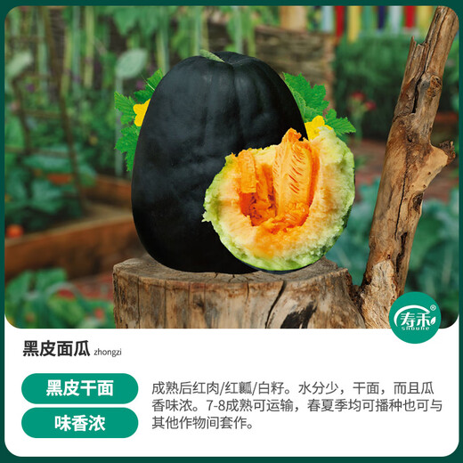 Shouhe Green Skin Melon Seeds Large Whole Melon Black Skin Melon Seeds 100 capsules x 5 dry noodles Fragrant