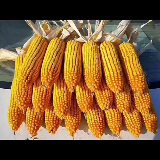 East Asia small steel gun Dongdan 1331 corn seed original first generation hybrid corn seed storage corn seed 1 bag/Dongdan 816-about 6000 grains per bag