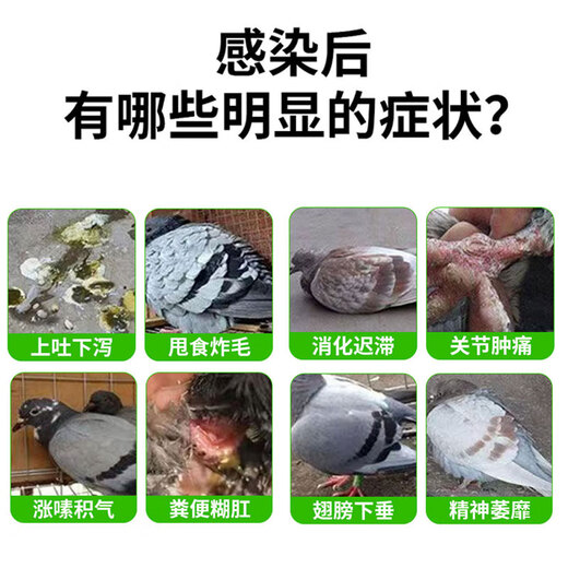 Pigeon plague medicine for pigeons with loose stools, green fecal joint disease, influenza, Newcastle disease pigeon medicine, a complete list of pigeon medicines available for parrots. Pigeon plague medicine 2 bottles, specifically for pigeons with loose stools.