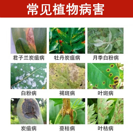 Dafusheng Carbendazim fungicide Carbendazim succulent plant flower medicine chlorothalonil and root rot rot fungus removal and sterilization 80g