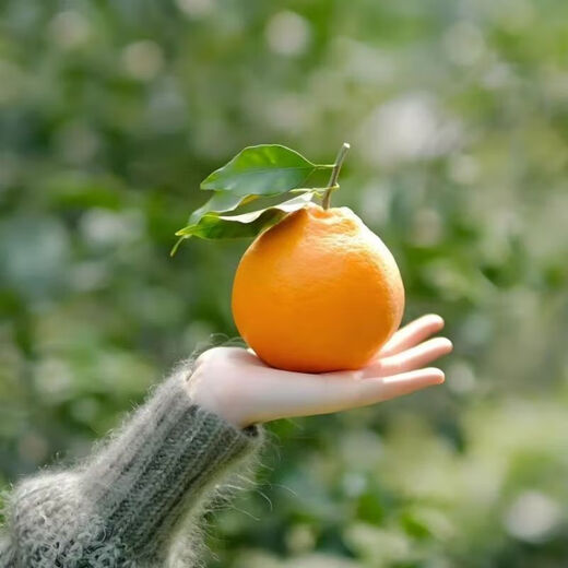 Authentic Sichuan Chunjian tangerine seeds, fruit tree dada tangerines, southern ugly tangerine seeds, planted in the north and south, tangerine seeds, three packs of about 30 pieces