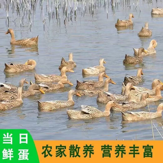 Farm-raised free-range duck eggs, fresh raw duck eggs, native duck eggs, green shell duck eggs, rich in nutrients, 10 pieces 50g-60g Farm-raised free-range duck eggs, fresh raw duck eggs, native duck eggs, green shell duck eggs, rich in nutrients, 10 pieces 50g-60g