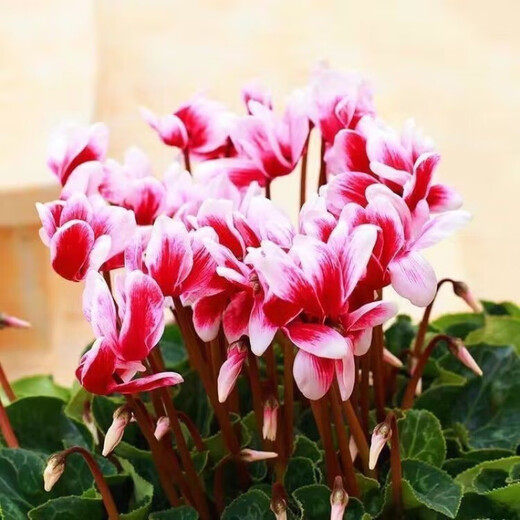 Double cyclamen seeds cyclamen mixed seeds New Year's Eve flower balcony garden potted four-season flowering plants Cyclamen 15 colors mixed GYJ869 new seeds 1 pack about 110 seeds germination rate