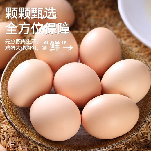 Jingxijia base direct delivery fresh eggs cereal eggs large eggs 50g fresh supermarket breakfast soft-boiled eggs express eggs 50g-10 pieces