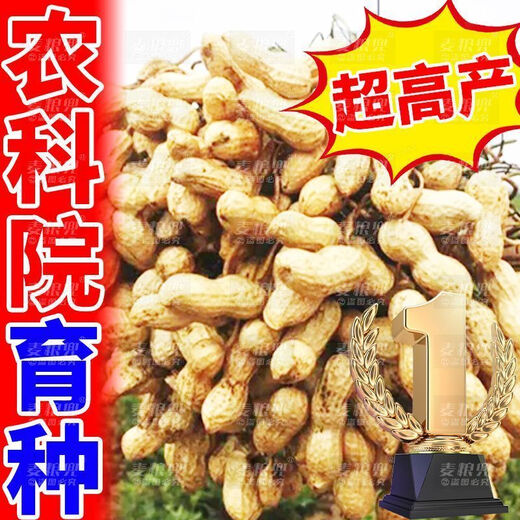 Peanut Seeds Academy of Agricultural Sciences Shelled Huayu No. 25 peanut seeds new variety self-seeding Thin-shell peanut seeds can be saved 100% original peanuts 3Jin Jin equals 0.5 kg 1500g