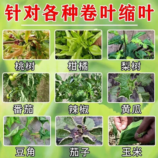 Orange tree leaf curl disease, citrus greening disease, special yellow leaf withering, flower and fruit preserving medicine, insect pest control foliar fertilizer, one bottle