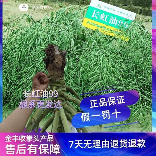 Changhong Oil 99 рапс высокоурожайный новый вид рапса с низким стеблем оригинальный аутентичный черный гибрид рапса раннеспелый сорт Changhong Oil 99 содержание масла 52,63%_Changhong Oil 99