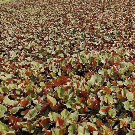 Houttuynia cordata seed seedlings + Sichuan authentic fresh folded ear root seedlings for home gardening and four-season potted plants. Houttuynia cordata seeds only sell good seeds. Simple and easy to plant. Receive 1 bag