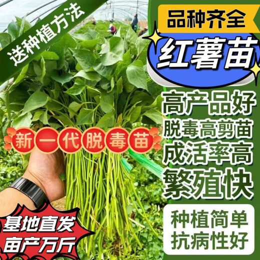 High-yielding sweet potato seedlings, sweet potato seedlings, watermelon red seedlings, honey sweet potato bud seedlings, roasted sweet potato seedlings, ground planting S3.