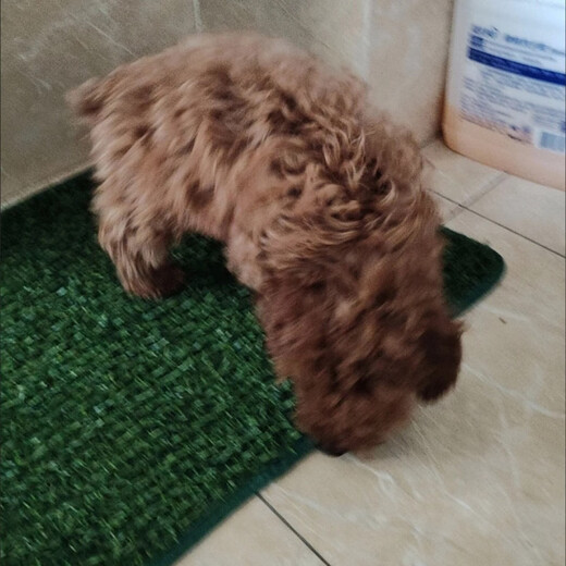 Pet Lawn Dog Toilet Lawn Urgent Mat Courtyard Artificial Lawn Pet Supplies Balcony Decoration Cutting Medium (58*46cm)