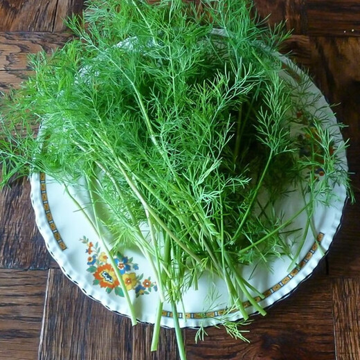 Select fennel seeds from the stubble. Sow fennel seeds from the stubble in four seasons. Potted plants for balcony floor planting. Easy to grow vegetable seeds. Select fennel seeds from the stubble. 20g pack.