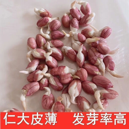 New goods have arrived, original dwarf oil-pressing peanut seeds, spring sown peanut seeds, thin-shell peanuts, dwarf flowers, first-generation peanut original seeds, half Jin Jin equal to 0.5 kg 250g