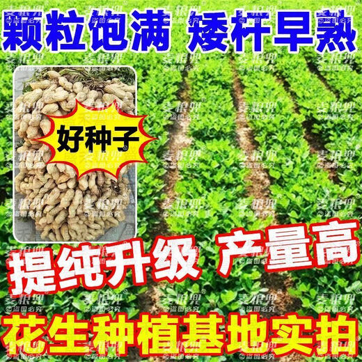 Peanut Seeds Academy of Agricultural Sciences Shelled Huayu No. 25 peanut seeds new variety self-seeding Thin-shell peanut seeds can be saved 100% original peanuts 3Jin Jin equals 0.5 kg 1500g