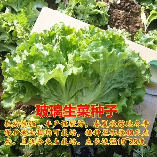 Loss Impulse Four Seasons Glass Lettuce Butter Lettuce Seeds Crisp and Tender Raw Seeds Four Seasons Potted Vegetables Glass Lettuce Seeds 800 Brand Original Color Pack