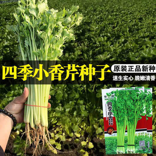 Four Seasons Parsley Seeds, Crispy, Tender and Thin-stemmed Celery Seeds, Heat and Cold Resistant, High Yield Field Base Vegetable Seeds. Original and Authentic Four Seasons Parsley, about 2,000 capsules. Original Color Packet 1 Pack