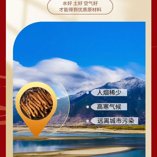 Beijing Tongrentang Cordyceps Capsules tonify kidneys and strengthen yang and regulate immunity Shoushibao Yuan Cordyceps Capsules Mycelium Tongrentang Cordyceps King Capsules [60 capsules/box]