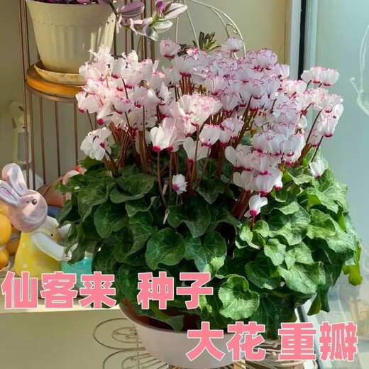 Double cyclamen seeds cyclamen mixed seeds New Year's Eve flower balcony garden potted four-season flowering plants Cyclamen 15 colors mixed GYJ869 new seeds 1 pack about 110 seeds germination rate
