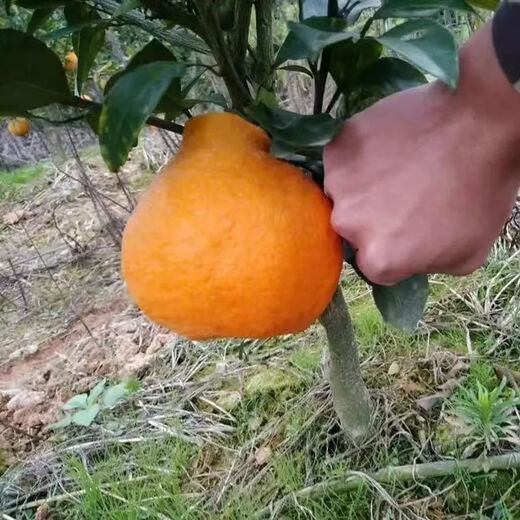 Authentic Sichuan Chunjian tangerine seeds, fruit tree dada tangerines, southern ugly tangerine seeds, planted in the north and south, tangerine seeds, three packs of about 30 pieces
