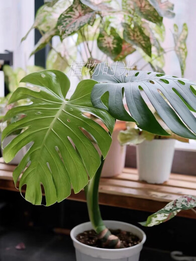 Temps des plantes extrêmes Les vieux monstres monstres un coup d'une grande plante de maison plante de pot de vieux monstres monstres n ° 1283 bon avec plante en pot