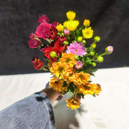 Colorful daisies, fresh cut flowers, multi-headed flowers, vase water, long flowering period, Chinese Valentine's Day gift, random mixed color daisies, 50CM, 20 branches