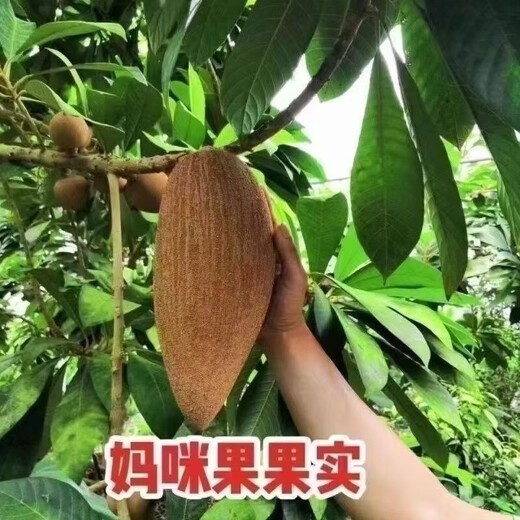 Planting Mummy Fruit Ghanaian Mummy Melon seeds can be used as garden potted fruit. The fruit can be grown in both the north and the south. Mummy Fruit. Note that 50 new seeds are planted.