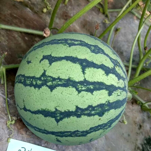 Zhongke Maohua Vegetable and Fruit Seeds Rock Sugar Kirin Watermelon Seeds Early Mature Xinjiang 8424 Super Sweet Pink Flesh Melts in the Mouth Rock Sugar Kirin 5g/bag (about 90 pieces) Small area