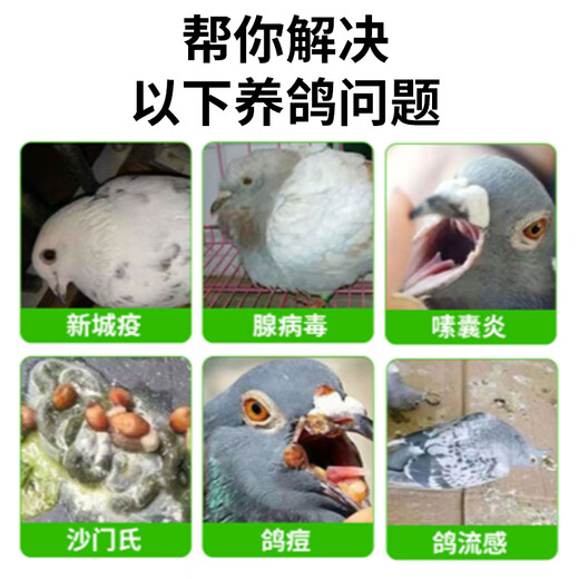 Pigeon plague medicine for pigeons with loose stools, green fecal joint disease, influenza, Newcastle disease pigeon medicine, a complete list of pigeon medicines available for parrots. Pigeon plague medicine 2 bottles, specifically for pigeons with loose stools.
