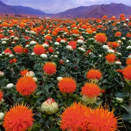 Xiaochunfeng Chinese herbal medicine safflower seeds saffron seeds Xinjiang grass saffron seeds genuine pure new field planting seeds safflower seeds one Jin Jin is equal to 0.5 kg