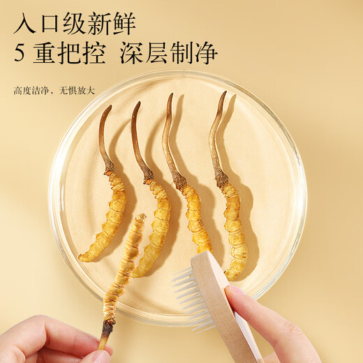 同仁堂品牌 北京同仁堂 鲜虫草冬虫夏草新鲜虫草礼盒无断草送礼送长辈 1盒 30g 2A鲜虫草50根0.6-0.8克/条