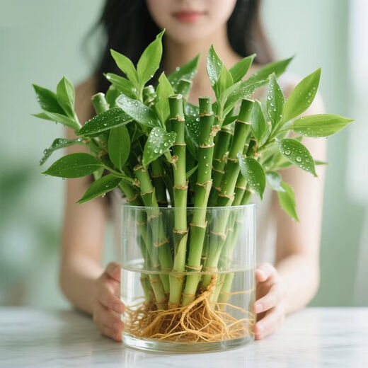 Shuzhimei Hydroponic Plant Lucky Bamboo Trial Pack Hydroponic Lucky Bamboo with Roots 10 Branches 15-20cm Straight from the Source