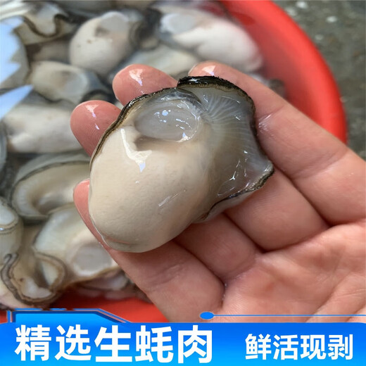 Pure raw oyster meat, freshly shucked, freshly shucked seafood, aquatic pearl oysters, oyster meat, oyster meat, 2 boxes, 250g/box, about 15-30 pcs