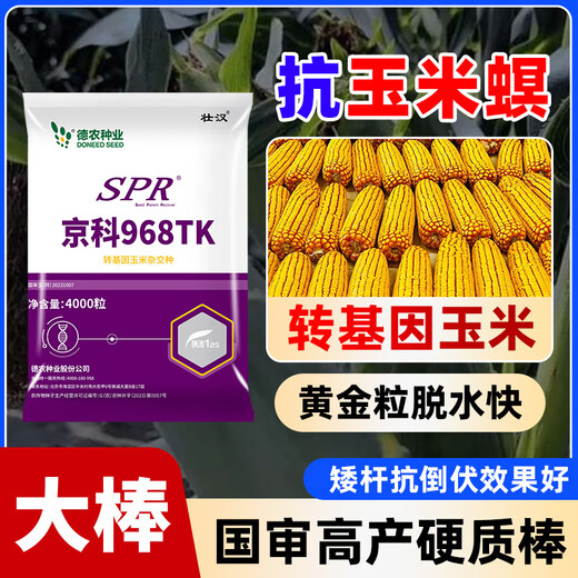 Strong man's genetically modified high-yielding corn seeds, Academy of Agricultural Sciences National Approval, Insect Resistance, Double Sticks, Large Sticks, Lodging Resistance, Drought Resistance, Disease Resistance, Corn Seeds, Transgenic Insect Resistance, High Germination Rate, 4000 grains, Disease Resistance