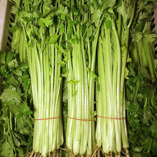 Four Seasons Parsley Seeds, Crispy, Tender and Thin-stemmed Celery Seeds, Heat and Cold Resistant, High Yield Field Base Vegetable Seeds. Original and Authentic Four Seasons Parsley, about 2,000 capsules. Original Color Packet 1 Pack