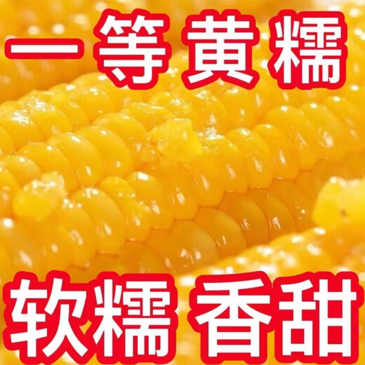 Sticky yellow corn seeds, sweet, sticky, soft and waxy yellow corn seeds, high-yielding field seeds for sowing in all seasons, sweet yellow waxy corn seeds, 6 packs of 300 grains, selected grains