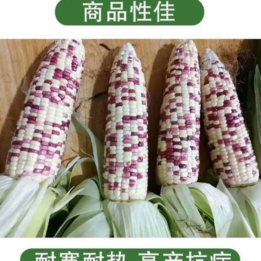 National Approval Super Sweet Colorful Waxy Corn Seeds Flowery Waxy Corn Seeds Colorful Cloud Sweet Waxy Corn Farmers High Yield National Approval Colorful Waxy Corn Seeds 5 packs about 251 grains