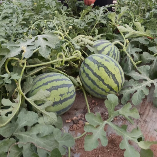 Meidu watermelon seeds, disease-resistant, thin-skinned, crack-resistant, sweet, crisp, red flesh, super 8424 Jingxin round watermelon seeds, 1000 grains, large package, disease-resistant Meidu 5 bags