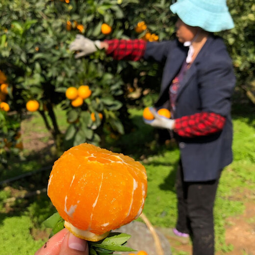 Sweet and courteous authentic Mayang rock sugar orange fresh jelly sweet orange fruit Hunan seasonal hand-peeled oranges whole box of oranges 4.5Jin Jin is equal to 0.5kg Net weight 50-55mm