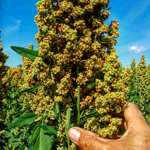 Xinyi black quinoa seeds are early-maturing and high-yielding in the field for easy-to-live quinoa seeds and multi-grain seeds. Red quinoa seeds are half Jin Jin equal to 0.5 kg.