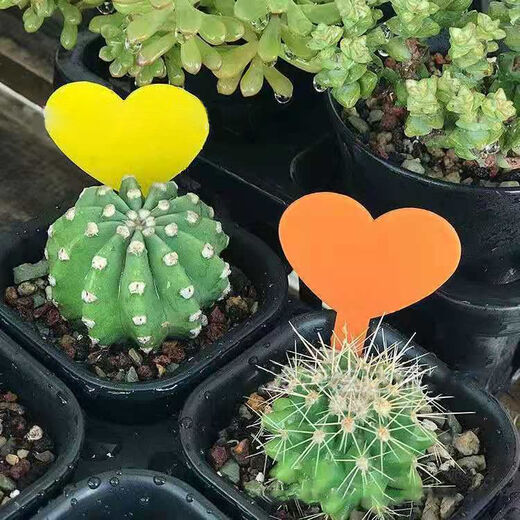 插地牌园艺多肉标签牌兰花花卉盆栽园艺插地牌植物标签防水加厚插 心形加厚绿色 100支+1支书写笔