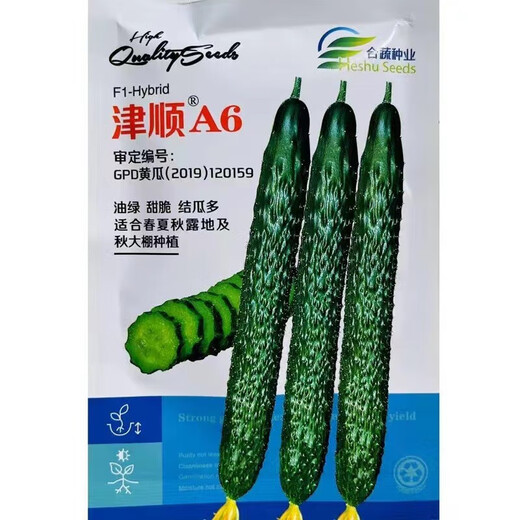 Green-fleshed, sweet, crispy melons with many cucumber seeds, shiny, straight, short-handled, densely thorned, high-yielding, disease-resistant, spring and autumn sowing cucumber seeds, Jinshun A6 original 500 grains per bag