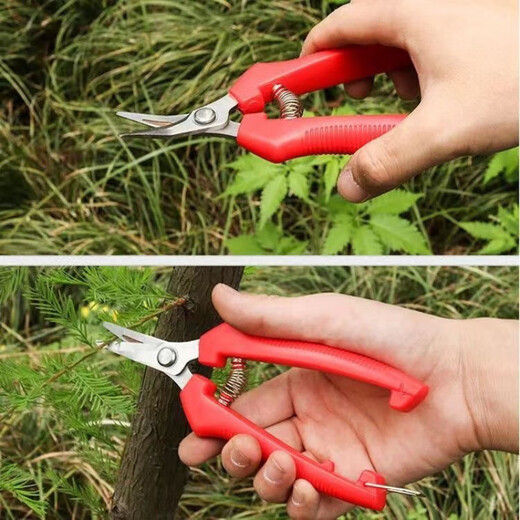 Fengxi thickened stainless steel fruit-picking scissors elbow scissors thinning fruit scissors for picking tomatoes and citrus scissors gardening scissors green thickened stainless steel long scissors with scissors 1 piece for trial