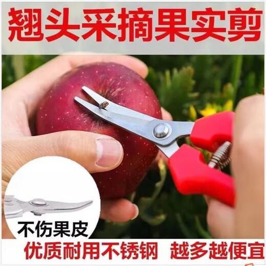 Fengxi thickened stainless steel fruit-picking scissors elbow scissors thinning fruit scissors for picking tomatoes and citrus scissors gardening scissors green thickened stainless steel long scissors with scissors 1 piece for trial